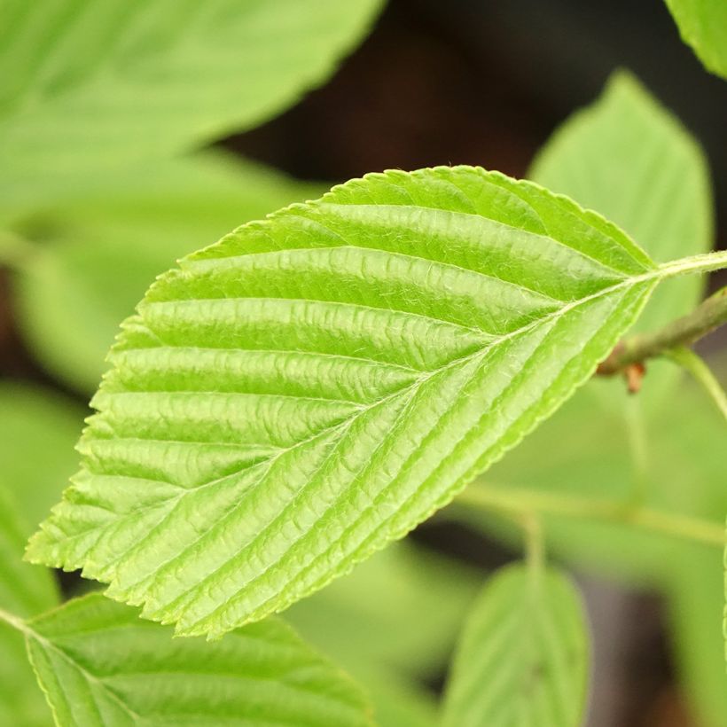 Alisier du Japon Red Bird - Sorbus alnifolia  (Feuillage)