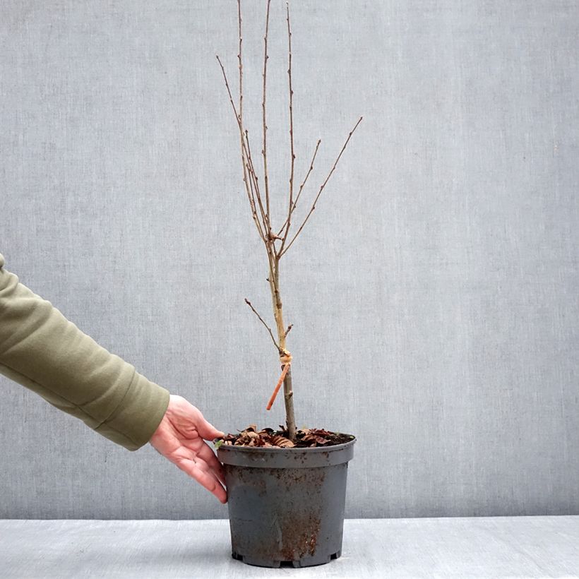 Spécimen de Alisier du Japon Red Bird - Sorbus alnifolia  Pot de 4L/5L tel que livré en hiver