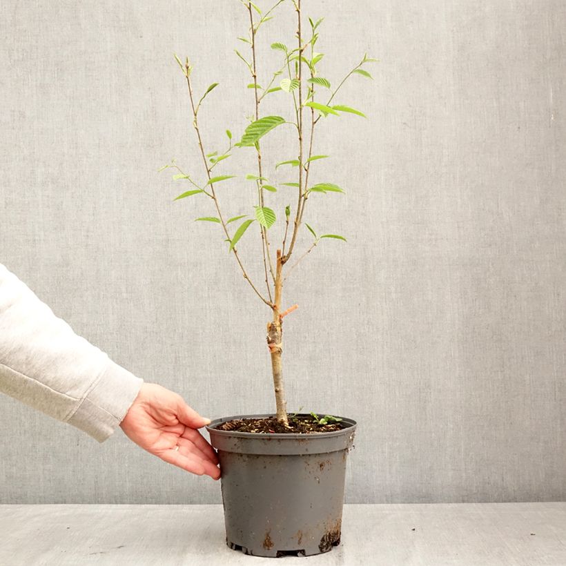 Spécimen de Alisier du Japon Red Bird - Sorbus alnifolia  Pot de 4L/5L tel que livré au printemps