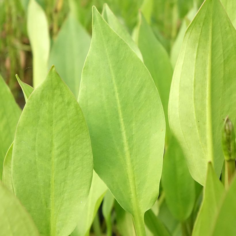 Alisma lanceolatum - Plantain d'eau à feuilles lancéolées (Feuillage)