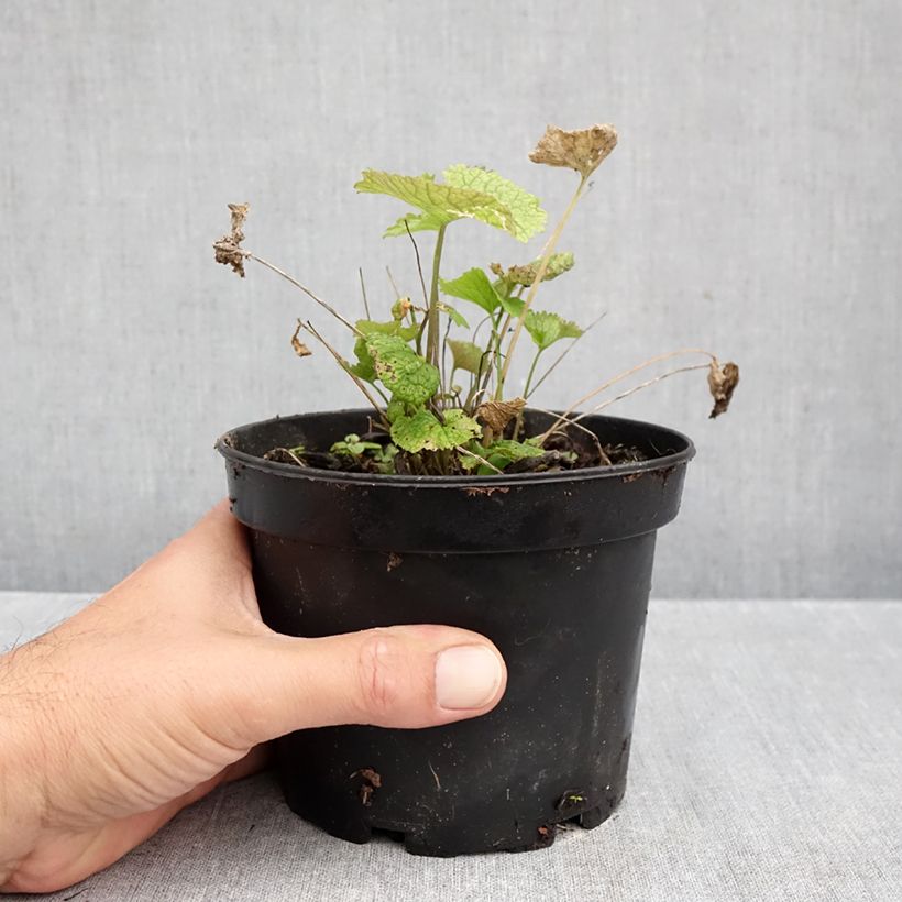 Spécimen de Alliaire officinale ou Herbe à ail - Alliaria petiolata Pot de 1,5L/2L tel que livré en automne