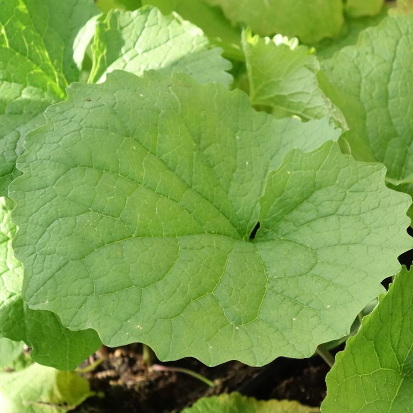 Alliaire officinale ou Herbe à ail - Alliaria petiolata (Feuillage)