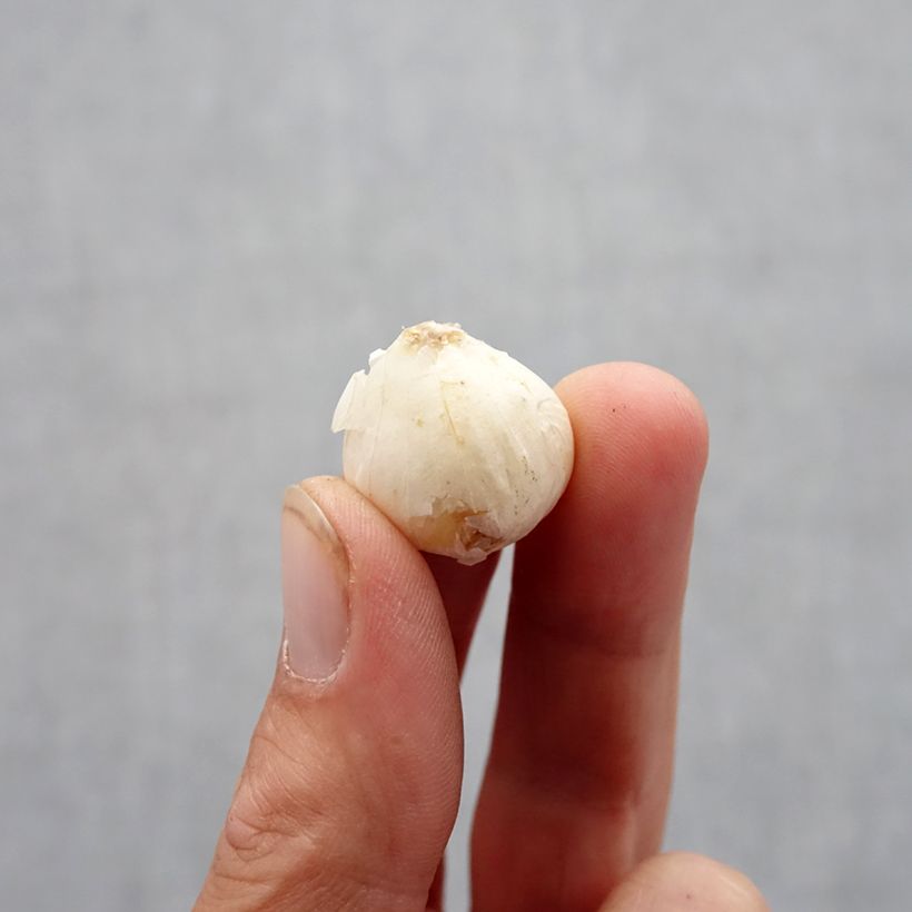 Example of Allium ampeloprasum - Poireau perpétuel Bulbe calibre 6+ as you get in automne