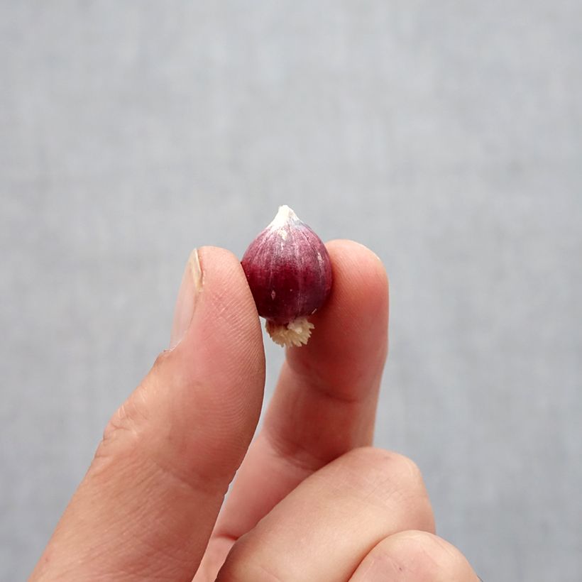 Example of Allium amplectens Graceful - Ail d'ornement Bulbe calibre 5+ as you get in automne