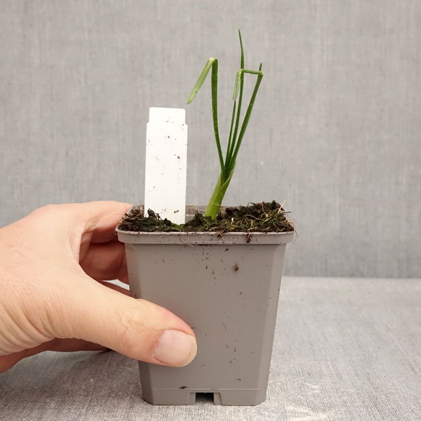 Example of Allium amplectens Graceful - Ail d'ornement Godet de 8/9 cm calibre 4+ as you get in hiver