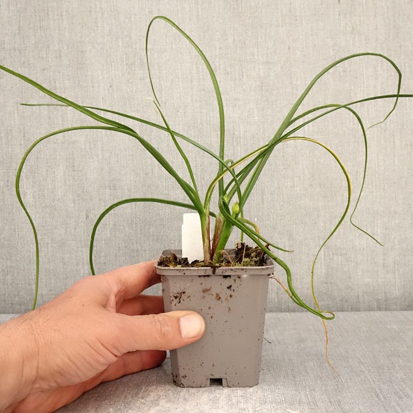 Spécimen de Allium amplectens Graceful - Ail d'ornement Godet de 8/9 cm calibre 4+ tel que livré au printemps