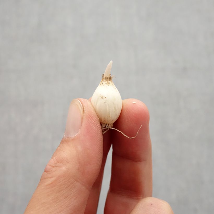 Example of Allium chloranthum Yellow Fantasy - Ail d'ornement Bulbe calibre 6+ as you get in automne