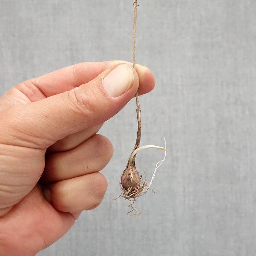 Spécimen de Allium flavum - Ail jaune Bulbe calibre I tel que livré en automne