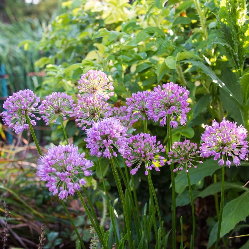Ail d'ornement - Allium Millenium (Flowering)