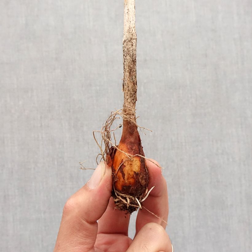 Spécimen de Allium obliquum - Ail oblique Bulbe calibre I tel que livré en automne