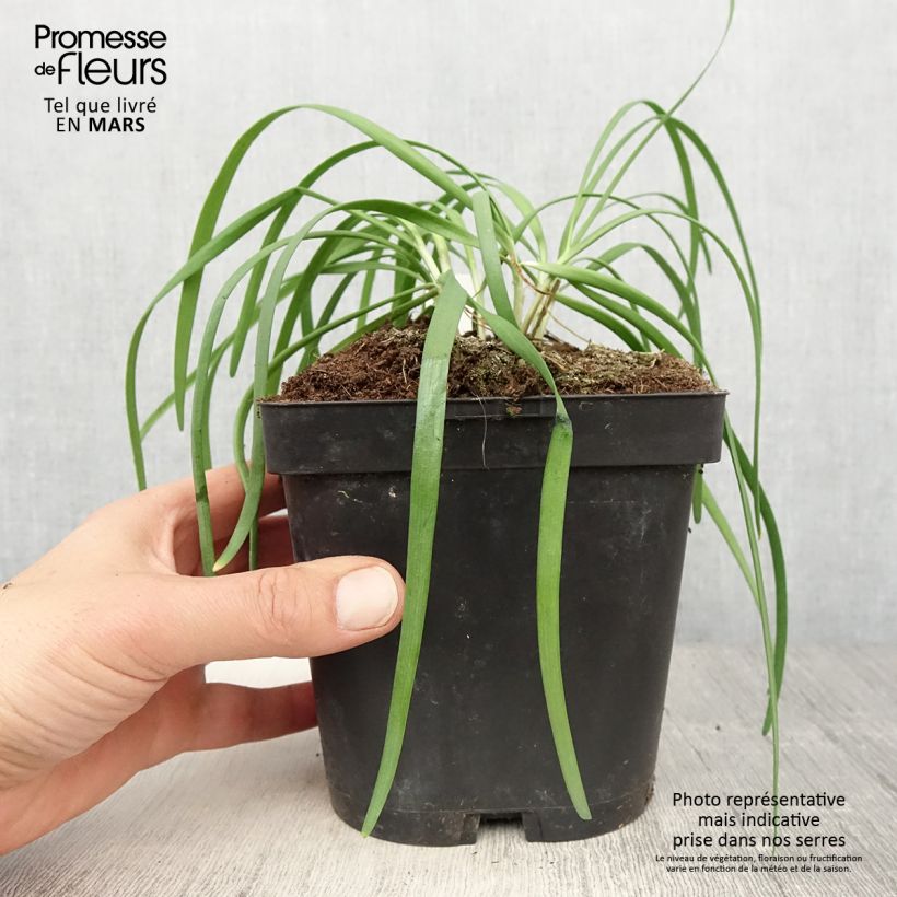 Spécimen de Allium tuberosum Cliffs of Dover - Ail d'ornement Godet de 8/9 cm tel que livré au printemps