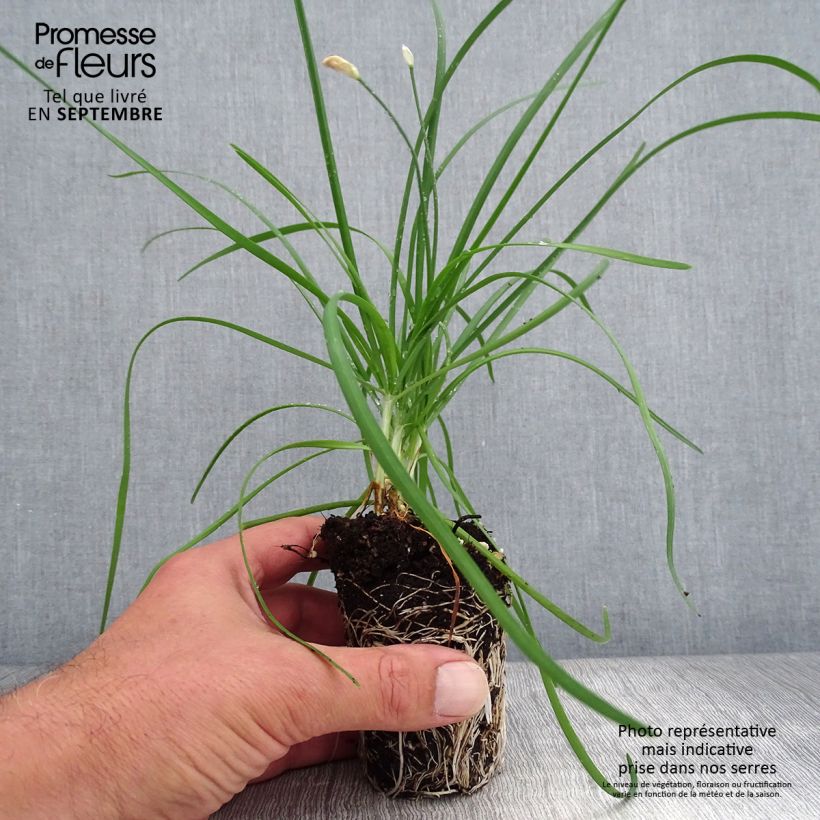 Spécimen de Allium tuberosum Cliffs of Dover - Ail d'ornement Mini-motte Ø 3/4 cm tel que livré en automne