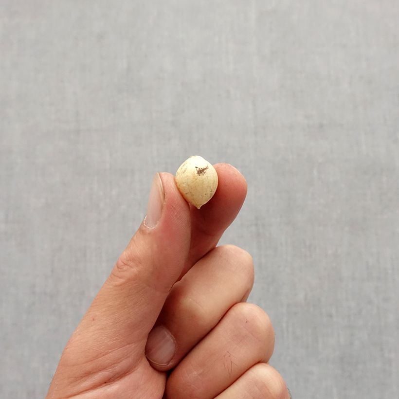 Spécimen de Allium zebdanense - Ail du Liban Bulbe calibre 4+ tel que livré en automne