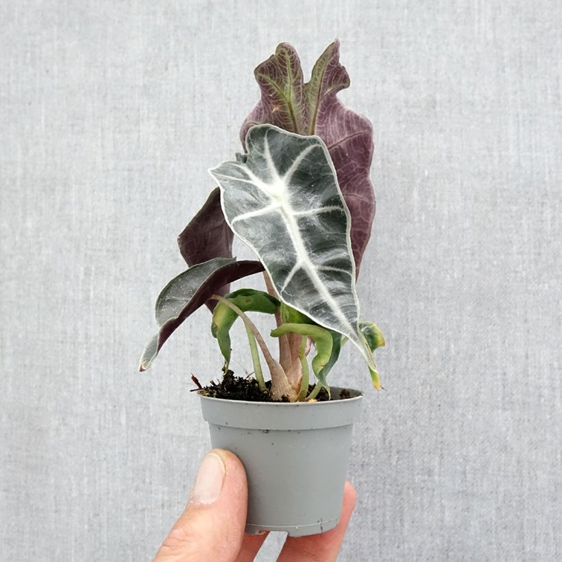 Spécimen de Alocasia Amazonica Dwarf - Oreille d'éléphant Mini-plante tel que livré au printemps