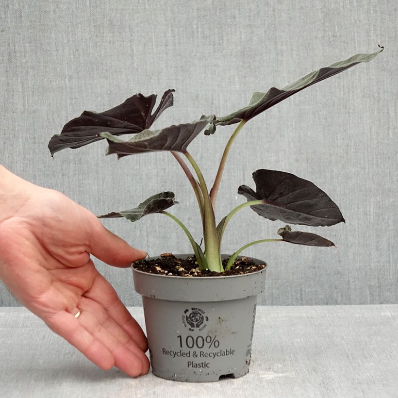 Spécimen de Alocasia Antoro Velvet - Oreille d'éléphant Pot de 12 cm / 13 cm tel que livré au printemps
