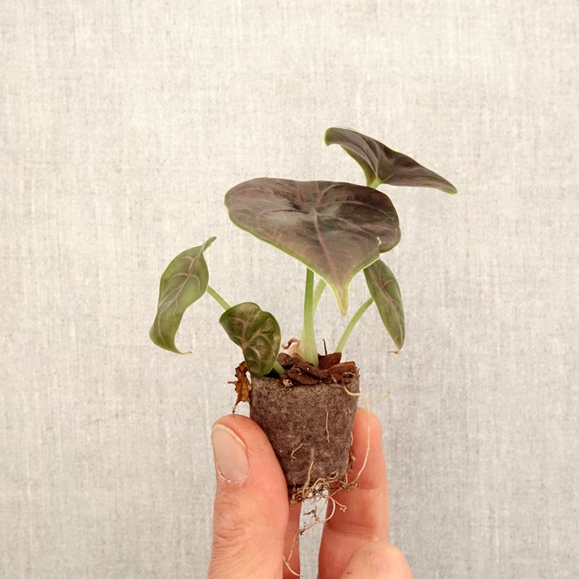 Spécimen de Alocasia azlanii - Oreille d'éléphant Mini-plante tel que livré au printemps