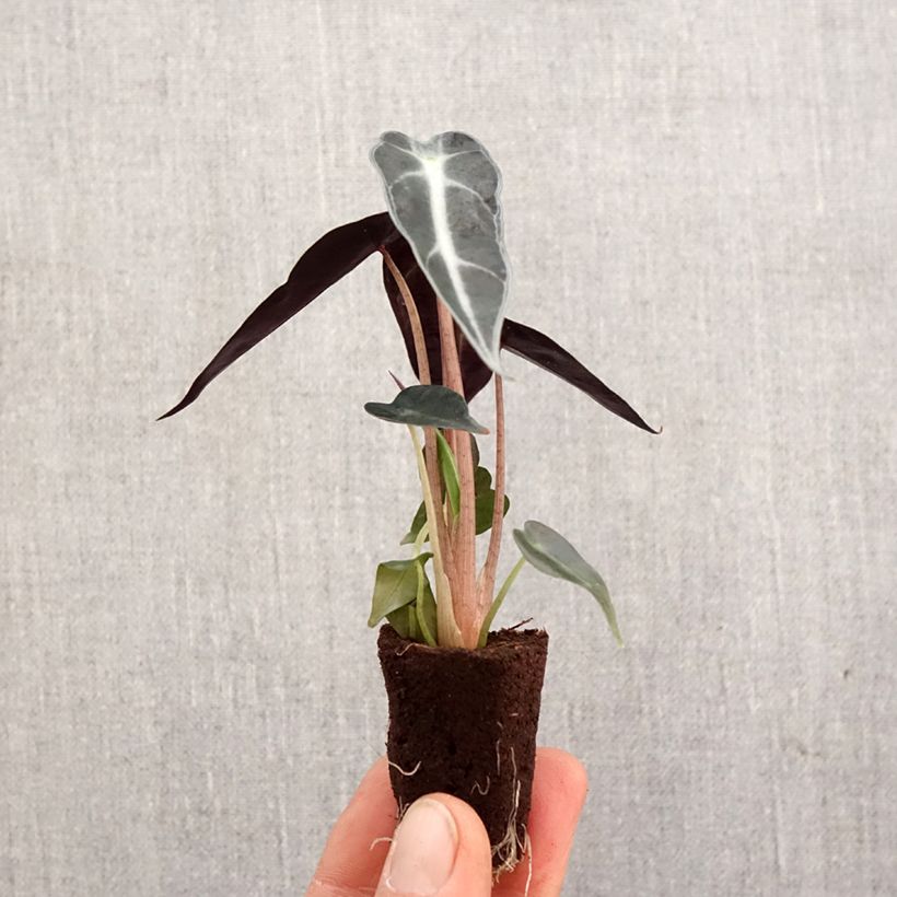 Spécimen de Alocasia Bambino - Oreille d'éléphant Mini-plante tel que livré au printemps