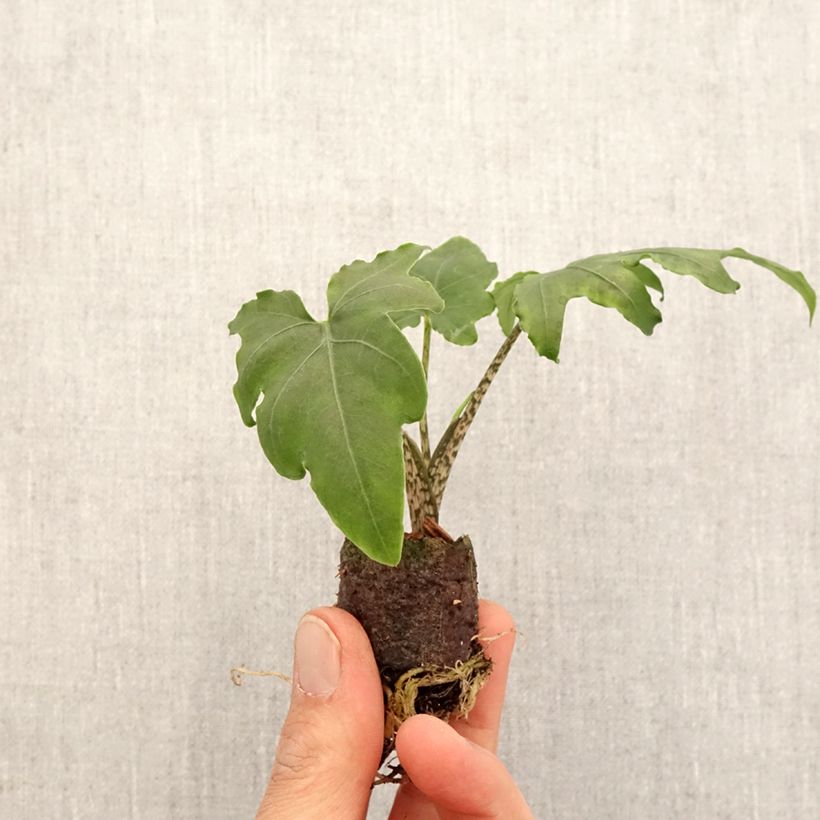 Spécimen de Alocasia brancifolia - Oreille d'éléphant Mini-plante tel que livré au printemps