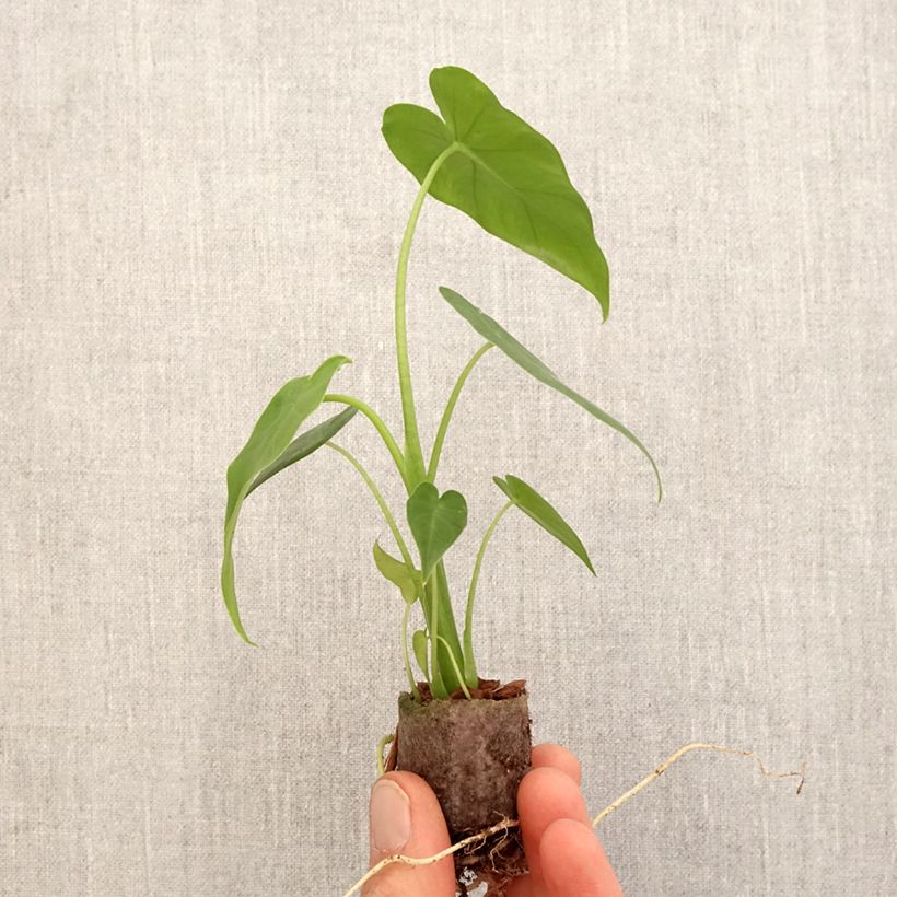 Spécimen de Alocasia California - Oreille d'éléphant Mini-plante tel que livré au printemps