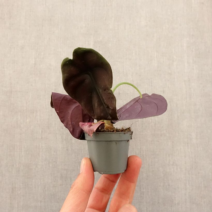 Spécimen de Alocasia cuprea Red - Oreille d'éléphant Mini-plante tel que livré au printemps