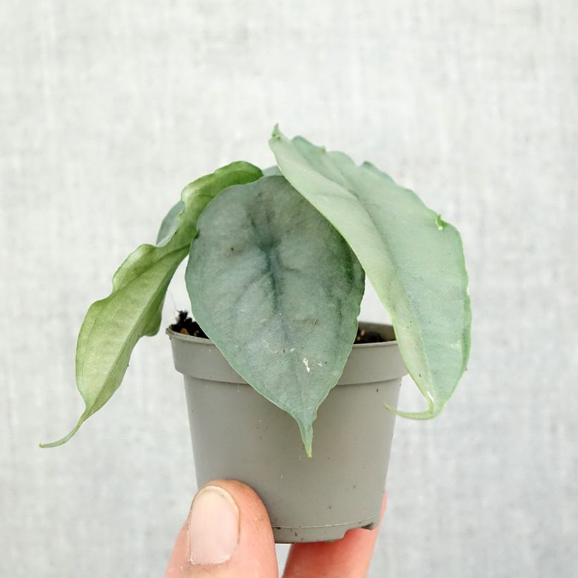 Example of Alocasia Dragon's Breath Mini-plante as you get in automne