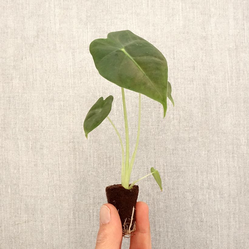 Example of Alocasia Frydek - Oreille d'éléphant Mini-plante as you get in printemps