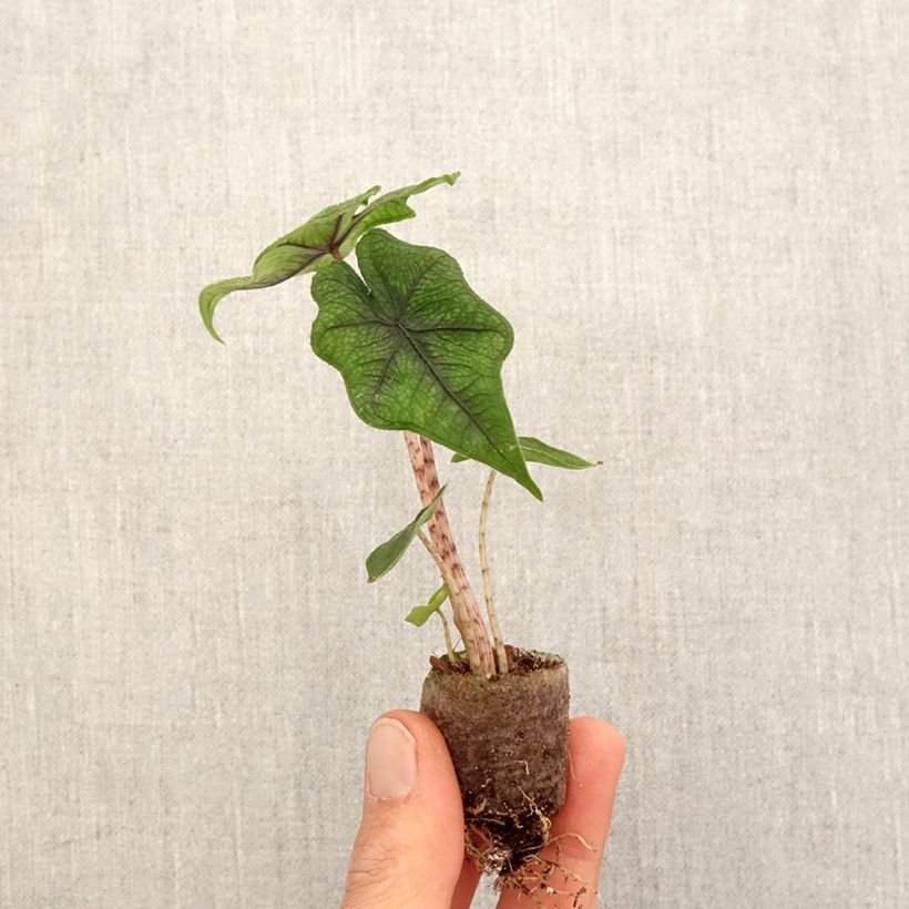 Spécimen de Alocasia Jacklyn - Oreille d'éléphant Mini-plante tel que livré au printemps