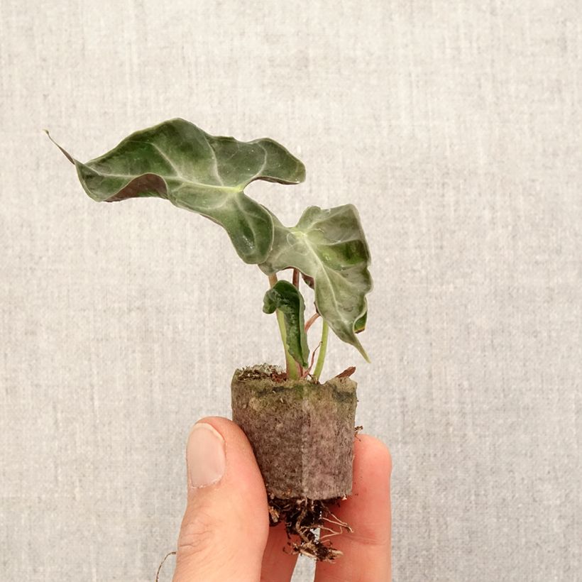 Spécimen de Alocasia Loco - Oreille d'éléphant Mini-plante tel que livré au printemps