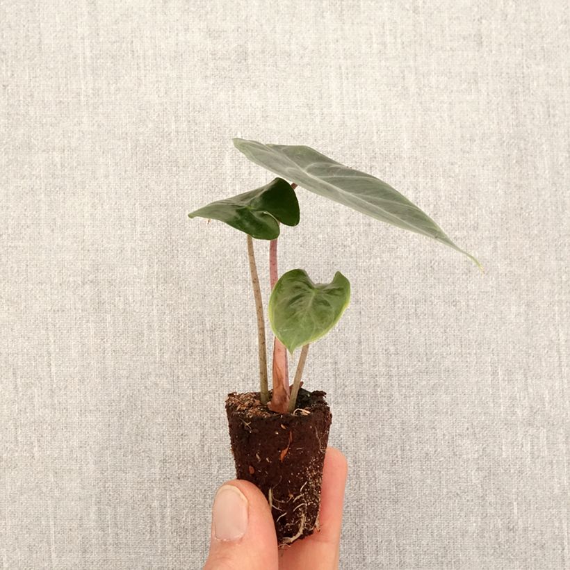 Spécimen de Alocasia Pink Dragon - Oreille d'éléphant Mini-plante tel que livré au printemps