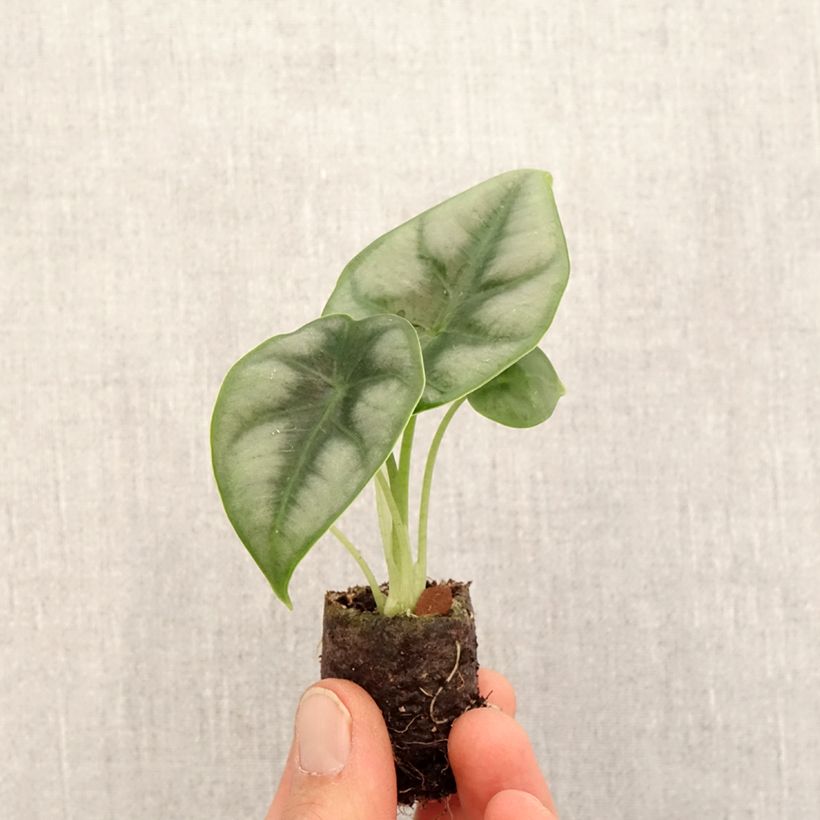 Spécimen de Alocasia reversa - Oreille d'éléphant Mini-plante tel que livré au printemps