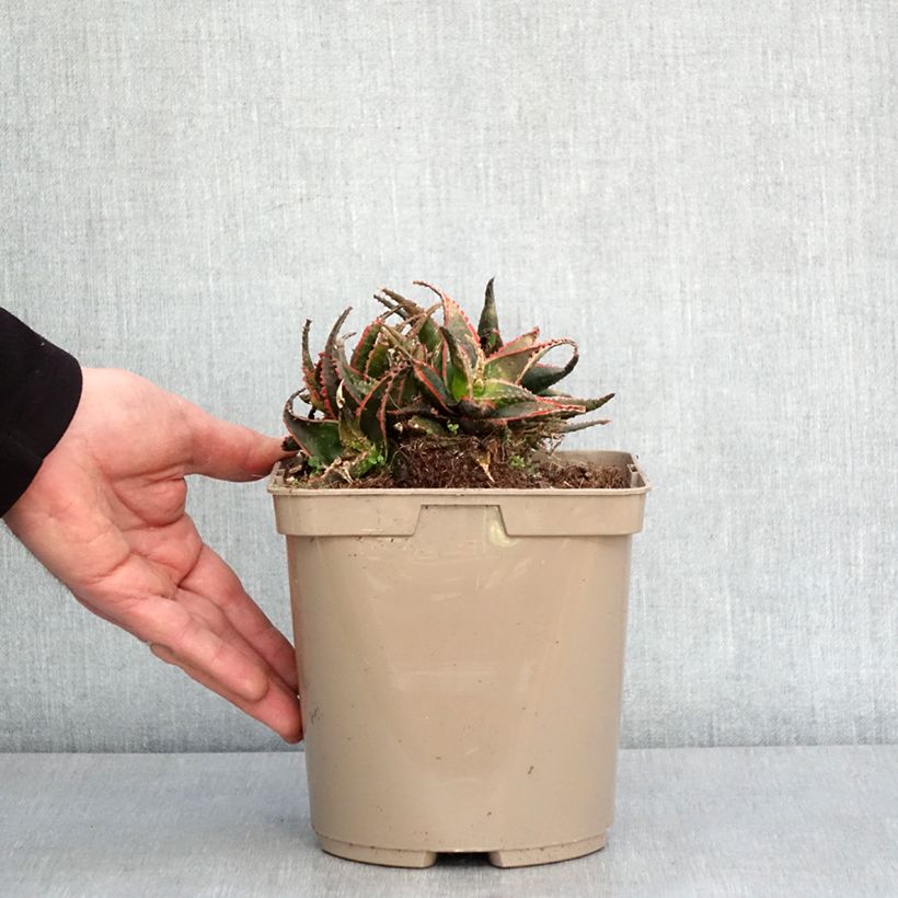 Example of Aloe Christmas Carol - Aloès Pot de 3L/4L as you get in hiver