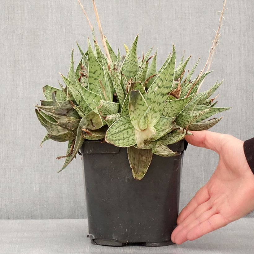 Example of Aloe harlana - Aloès mosaïque Pot de 3L/4L as you get in hiver