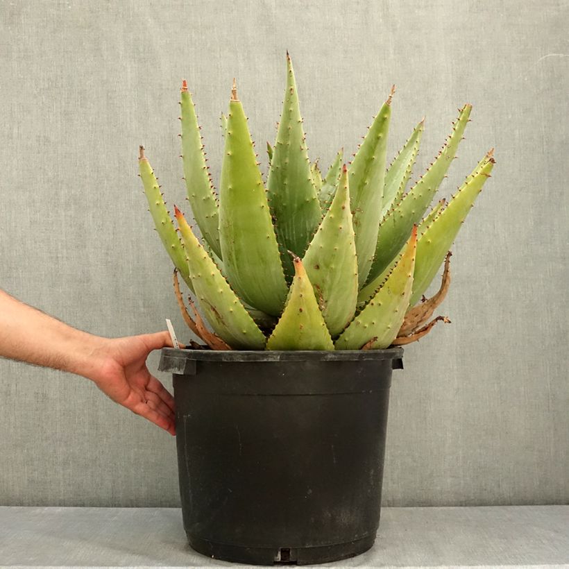 Spécimen de Aloe marlothii - Aloès de montagne Pot de 20L/25L tel que livré en été
