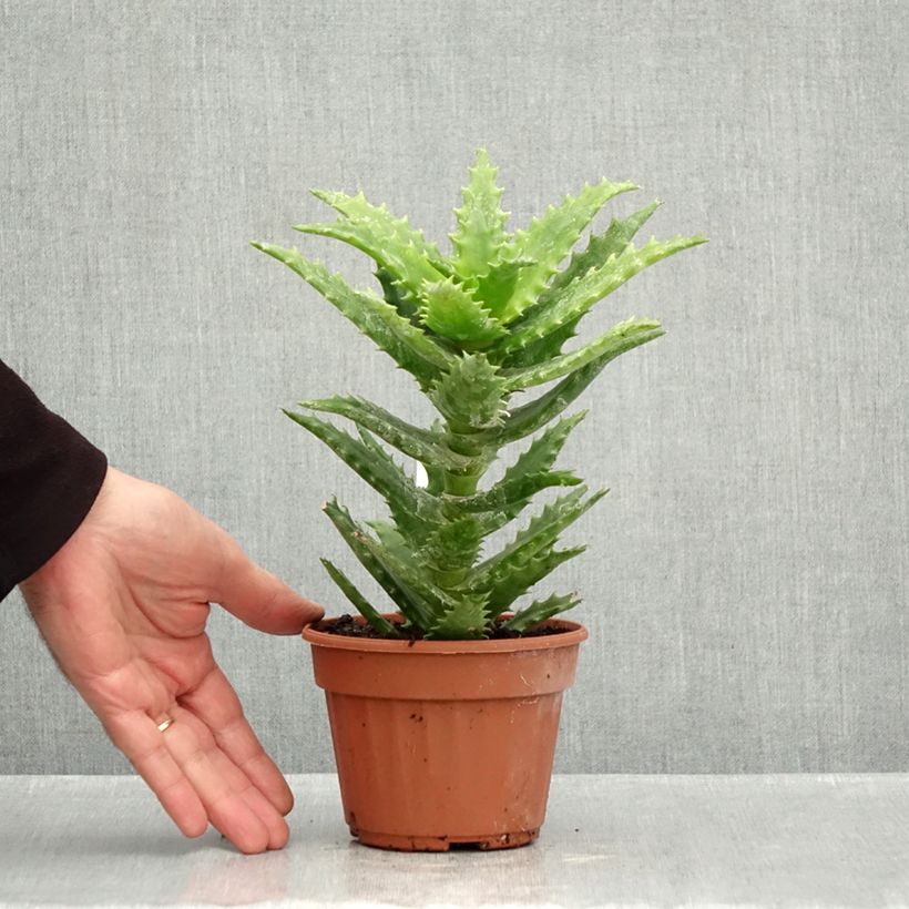 Spécimen de Aloe morogoroensis - Aloe bussei Pot de 12 cm / 13 cm tel que livré en automne