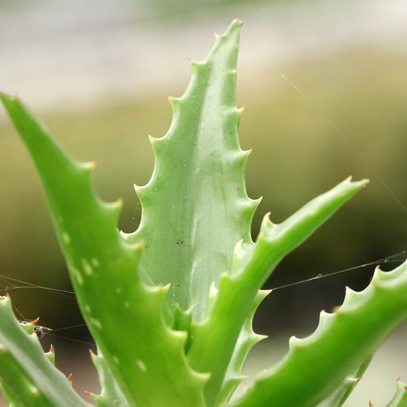 Aloe morogoroensis - Aloe bussei (Feuillage)