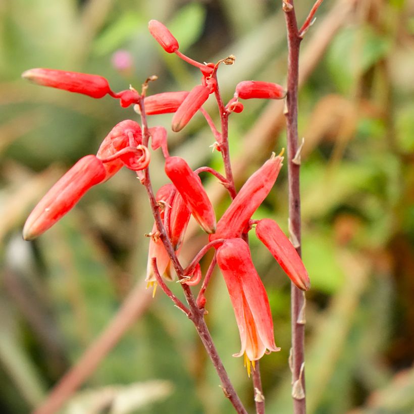 Aloe rauhii Cleopatra - Aloès Snowflake (Floraison)