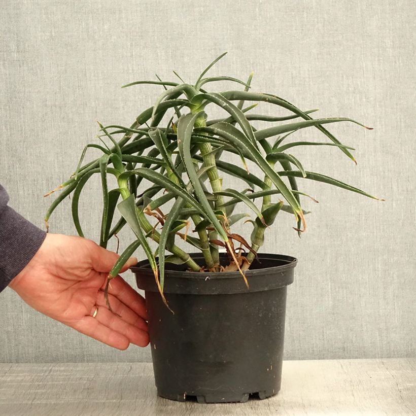 Example of Aloe striatula - Aloès arbustif Pot de 2L/3L as you get in printemps