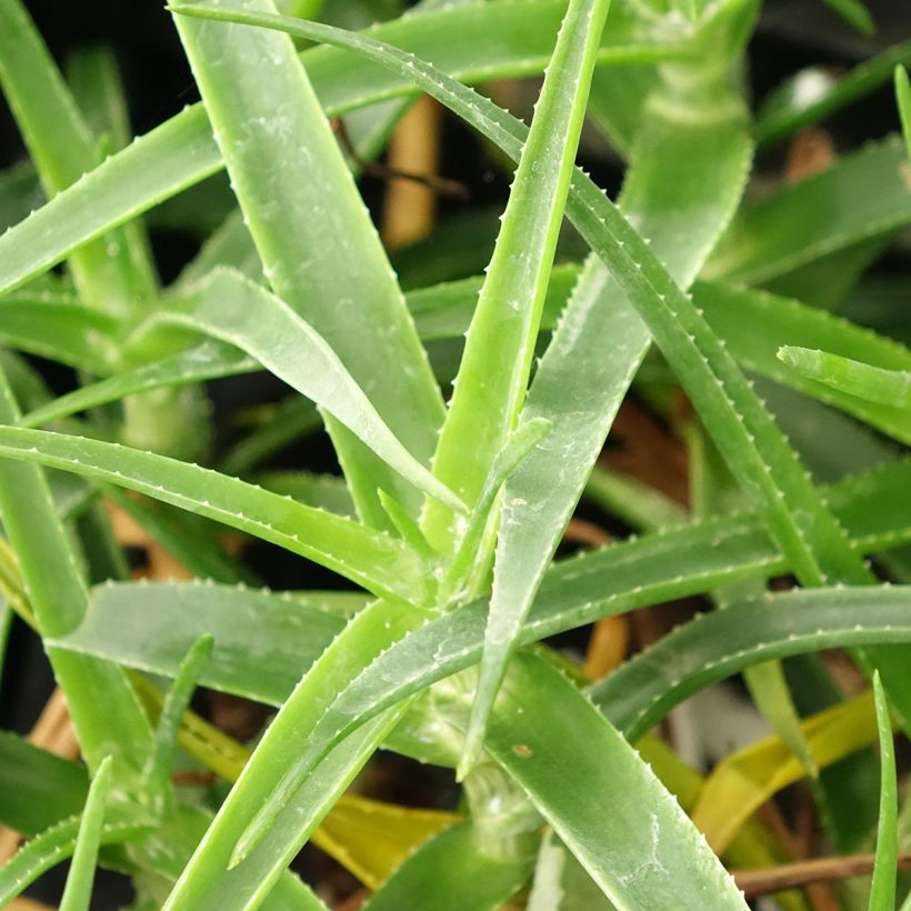 Aloe striatula ArticJungle - Aloès arbustif (Foliage)