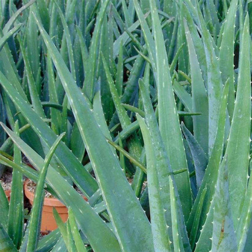 Aloe vera - Aloes des Barbades (Foliage)