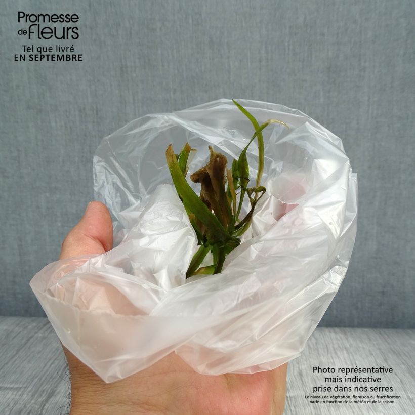 Spécimen de Aloès d'eau - Stratiotes aloïdes Boîte tel que livré en automne