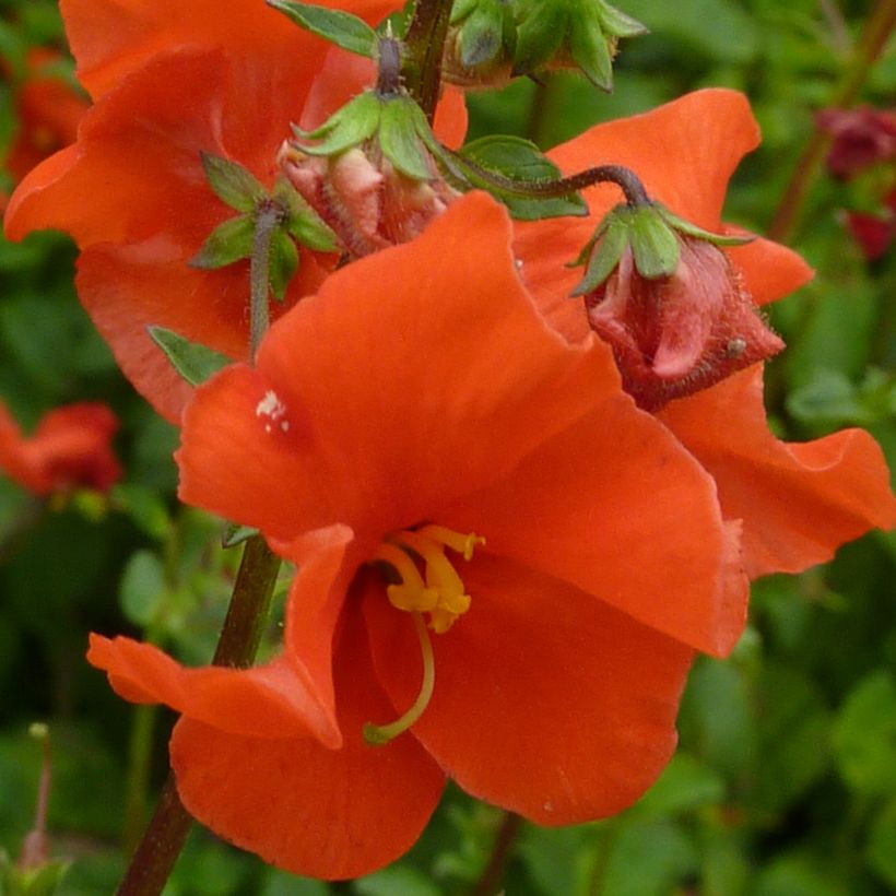 Alonsoa meridionalis orange (Floraison)