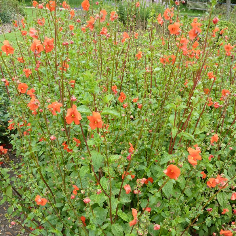 Alonsoa meridionalis orange (Port)