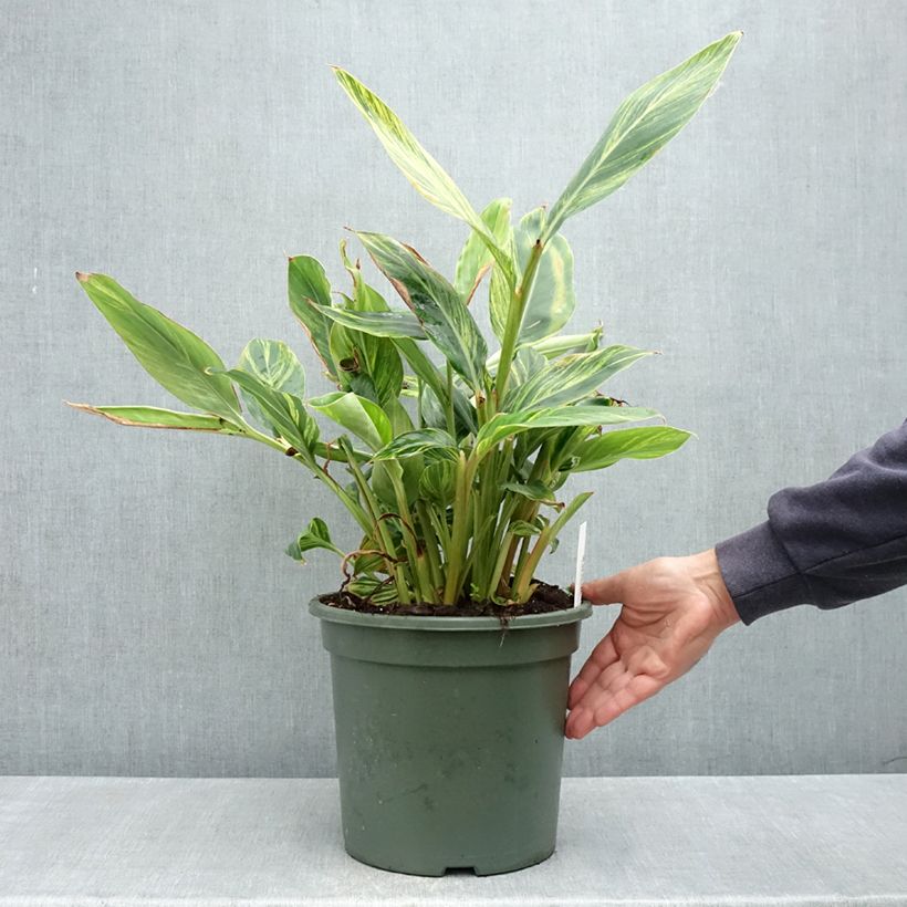 Spécimen de Alpinia zerumbet Variegata - Gingembre coquille Pot de 4L/5L tel que livré au printemps