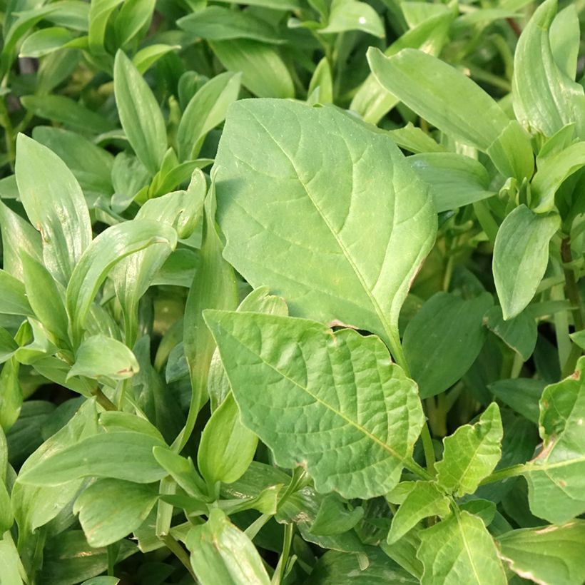 Alstroémère Duc d'Anjou Nicolas - Lys des Incas (Feuillage)