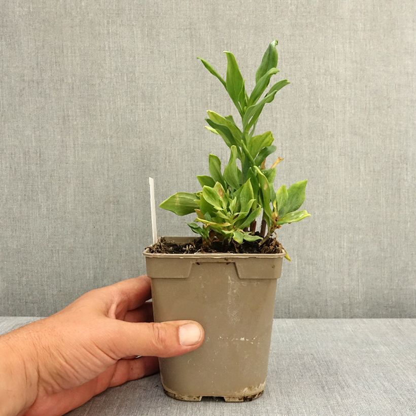 Spécimen de Alstroémère Duchesses Diane - Lys des Incas Pot de 1L/1,5L tel que livré au printemps