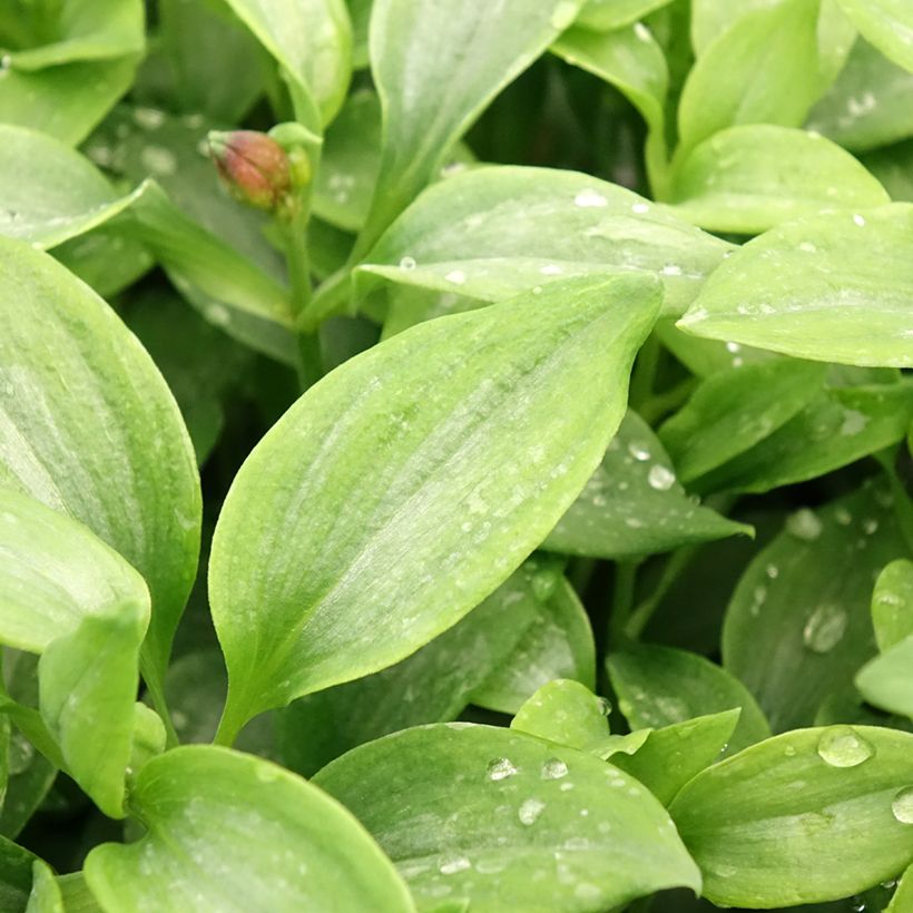 Alstroémère Duchesses Elisabeth - Lys des Incas (Foliage)