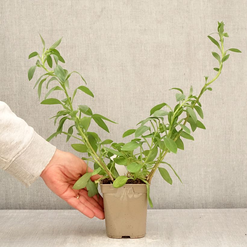 Spécimen de Alstroémère haute Majestic Layon - Lys des Incas Pot de 1L/1,5L tel que livré au printemps