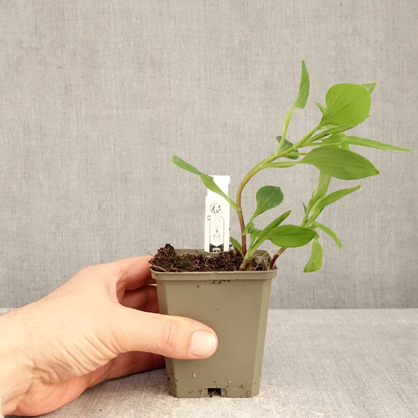 Spécimen de Alstroémère haute Majestic Liré - Lys des Incas Godet de 8/9 cm tel que livré en hiver