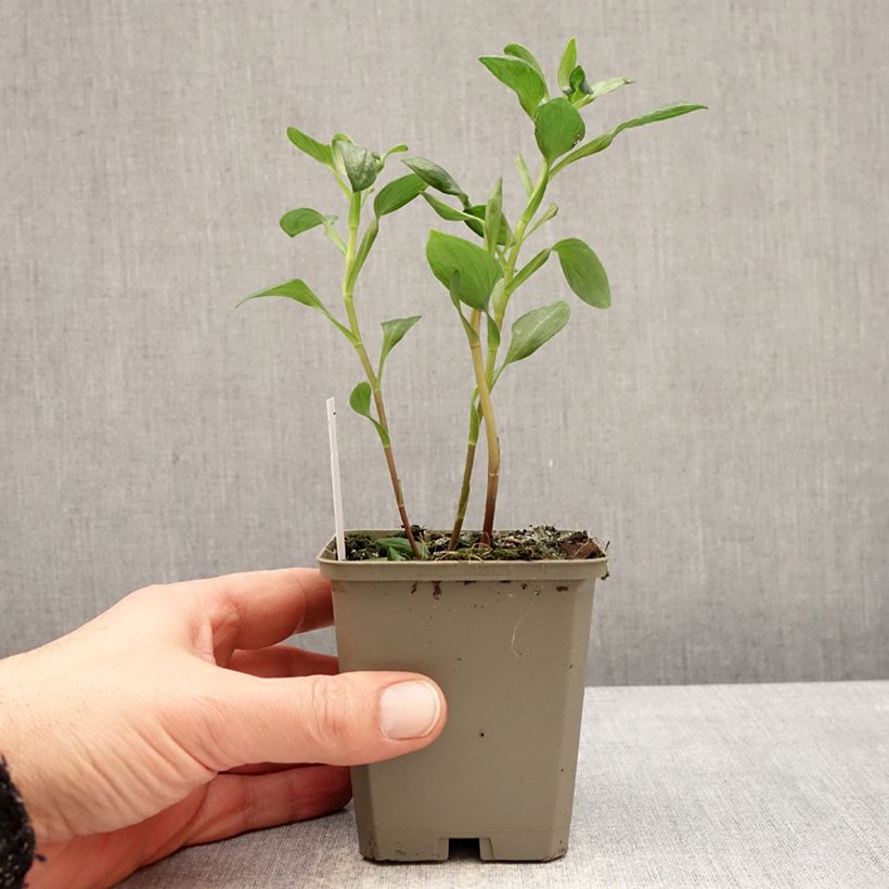 Example of Alstroémère haute Majestic Marcé - Lys des Incas Godet de 8/9 cm as you get in hiver