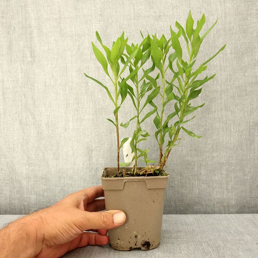 Spécimen de Alstroémère haute Majestics Avrillé - Lys des Incas Pot de 1L/1,5L tel que livré en été